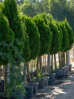 Tuja Thuja Smaragd Stożek
