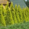 Tuja Thuja Plicata Gold ZŁOTA