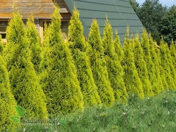 Tuja Thuja Plicata Gold ZŁOTA