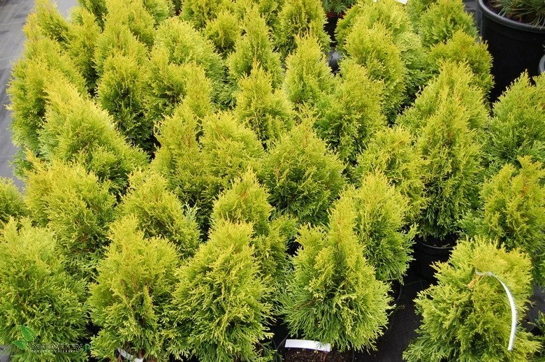 Tuja Thuja Plicata Gold ZŁOTA - obrazek 4