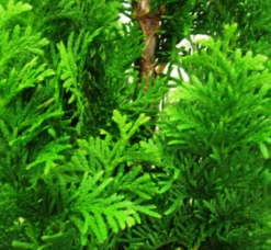 Tuja Żywotnik Zachodni Brobeck's Tower