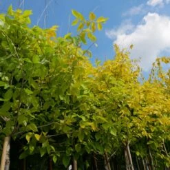 Wiąz Górski 'Aurea' Szczepiony Na Pniu