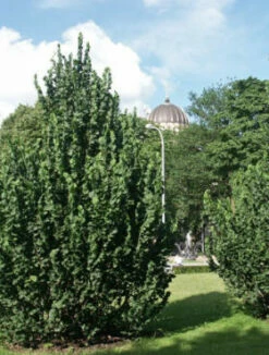 Wiąz Górski 'Exoniensis'' Szczepiony Na Pniu