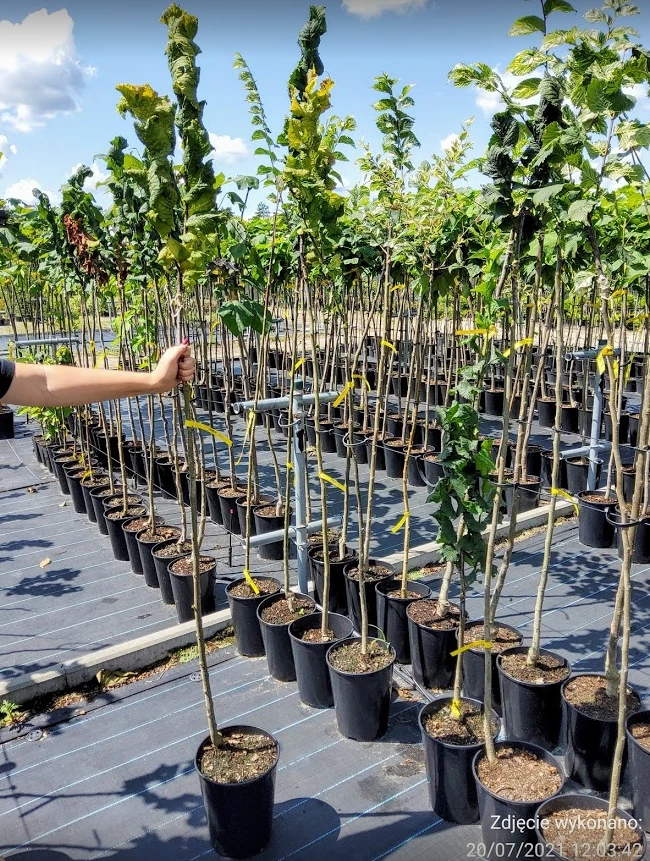 Wiąz Górski 'Exoniensis'' Szczepiony Na Pniu - obrazek 3