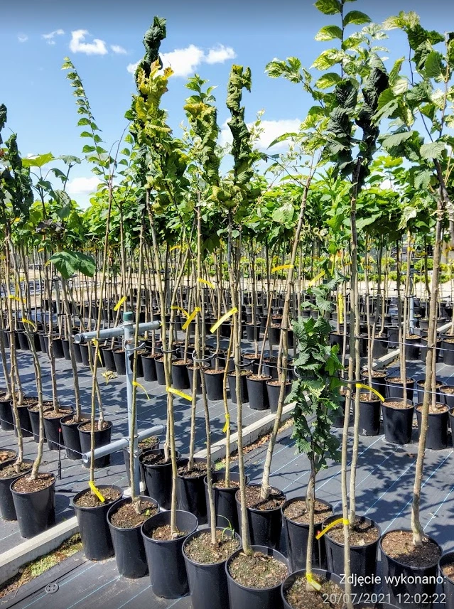 Wiąz Górski 'Exoniensis'' Szczepiony Na Pniu - obrazek 4