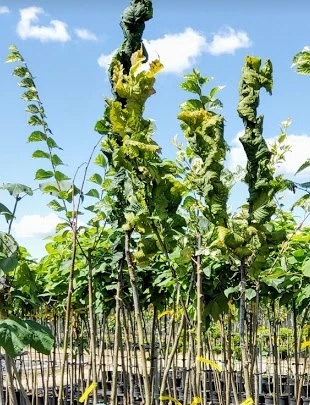 Wiąz Górski 'Exoniensis'' Szczepiony Na Pniu - obrazek 2