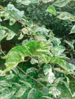 Wiąz Polny Argenteovariegata Na Pniu