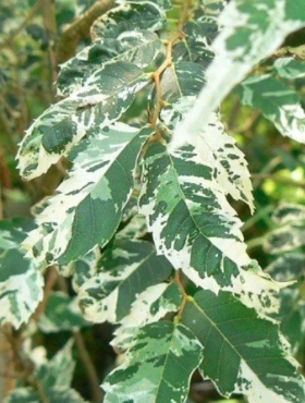 Wiąz Polny Argenteovariegata Na Pniu - obrazek 2