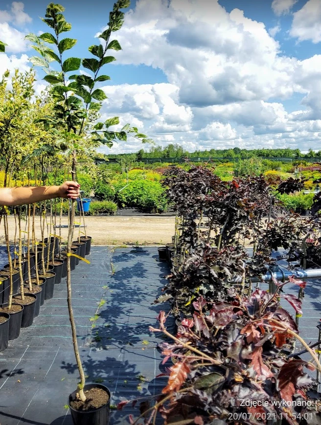Wiąz Polny Argenteovariegata Na Pniu - obrazek 3