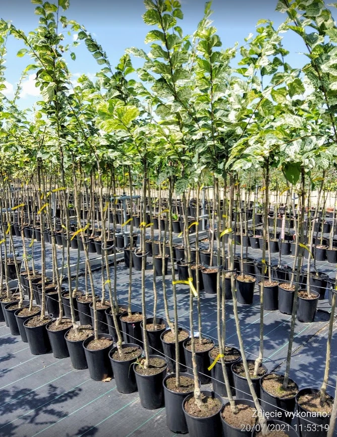 Wiąz Polny Argenteovariegata Na Pniu - obrazek 4