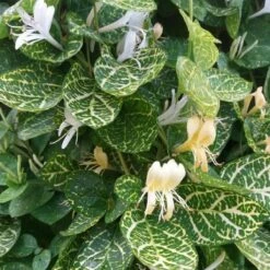 Wiciokrzew Japoński Aureoreticulata