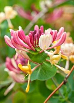 Wiciokrzew Pomorski Serotina