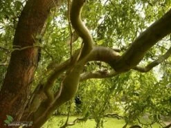 Wierzba Babilo艅ska Tortuosa (C2)