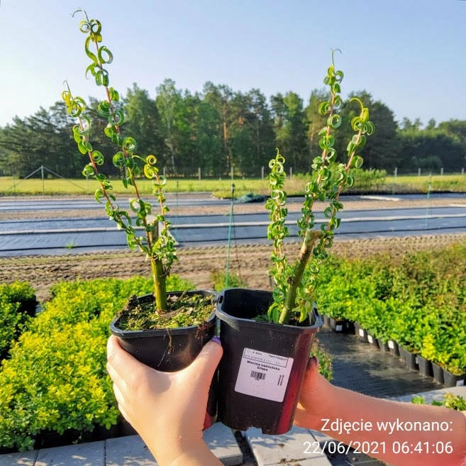 Wierzba Babilońska Crispa - obrazek 3