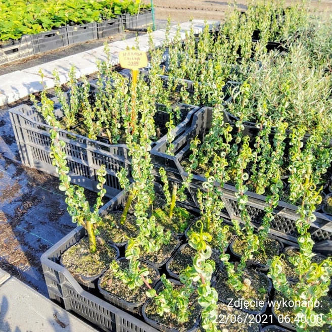 Wierzba Babilońska Crispa - obrazek 4