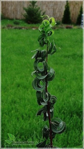 Wierzba Babilońska Crispa - obrazek 2