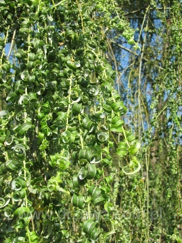 Wierzba Babilońska Crispa - obrazek 5