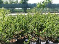 Wierzba Babilo艅ska Crispa