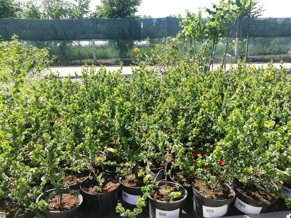 Wierzba Babilońska Crispa