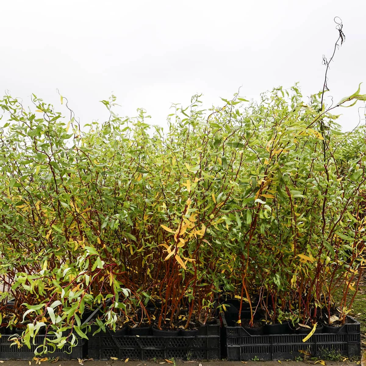 Wierzba Mandźurska Torturosa - obrazek 4