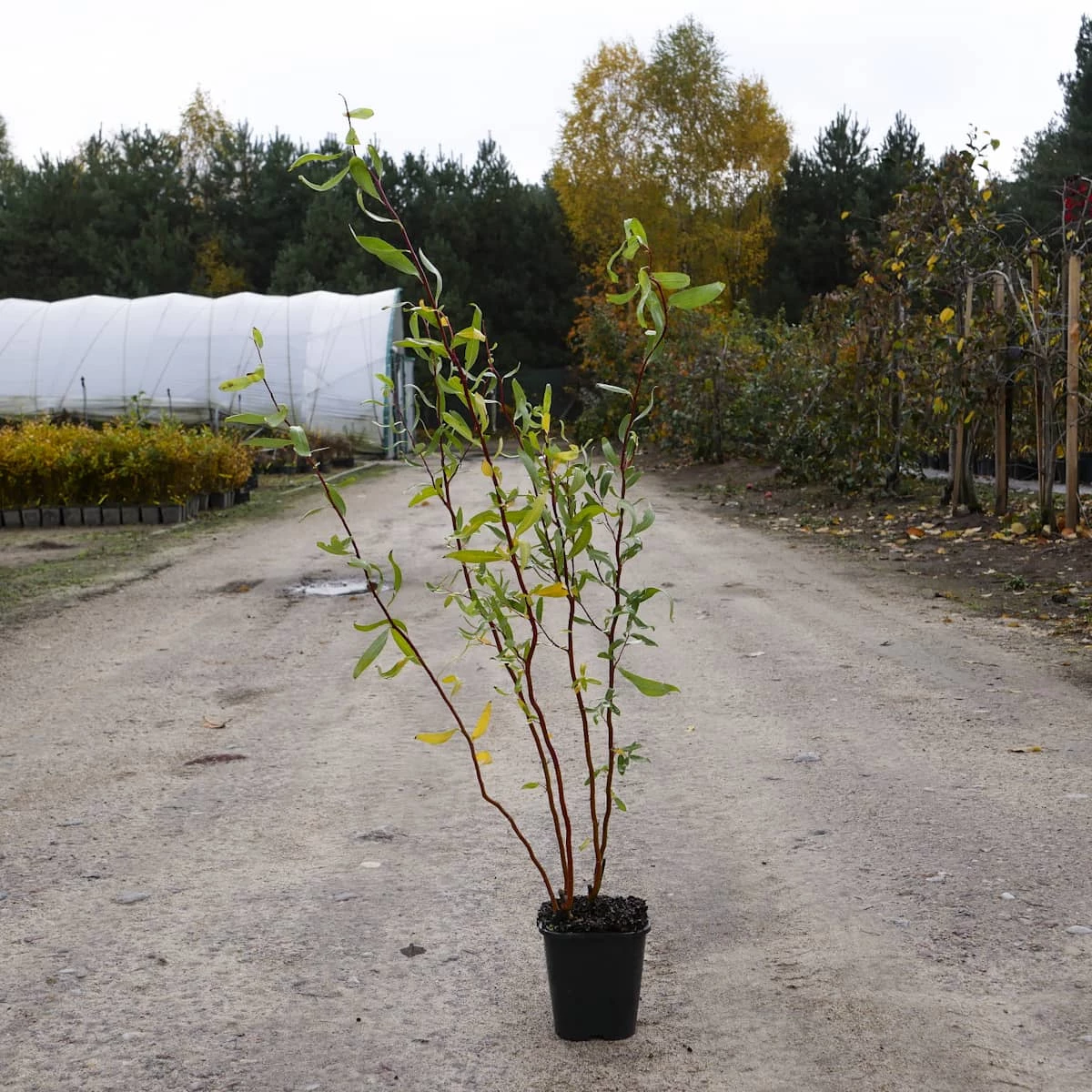 Wierzba Mandźurska Torturosa - obrazek 3