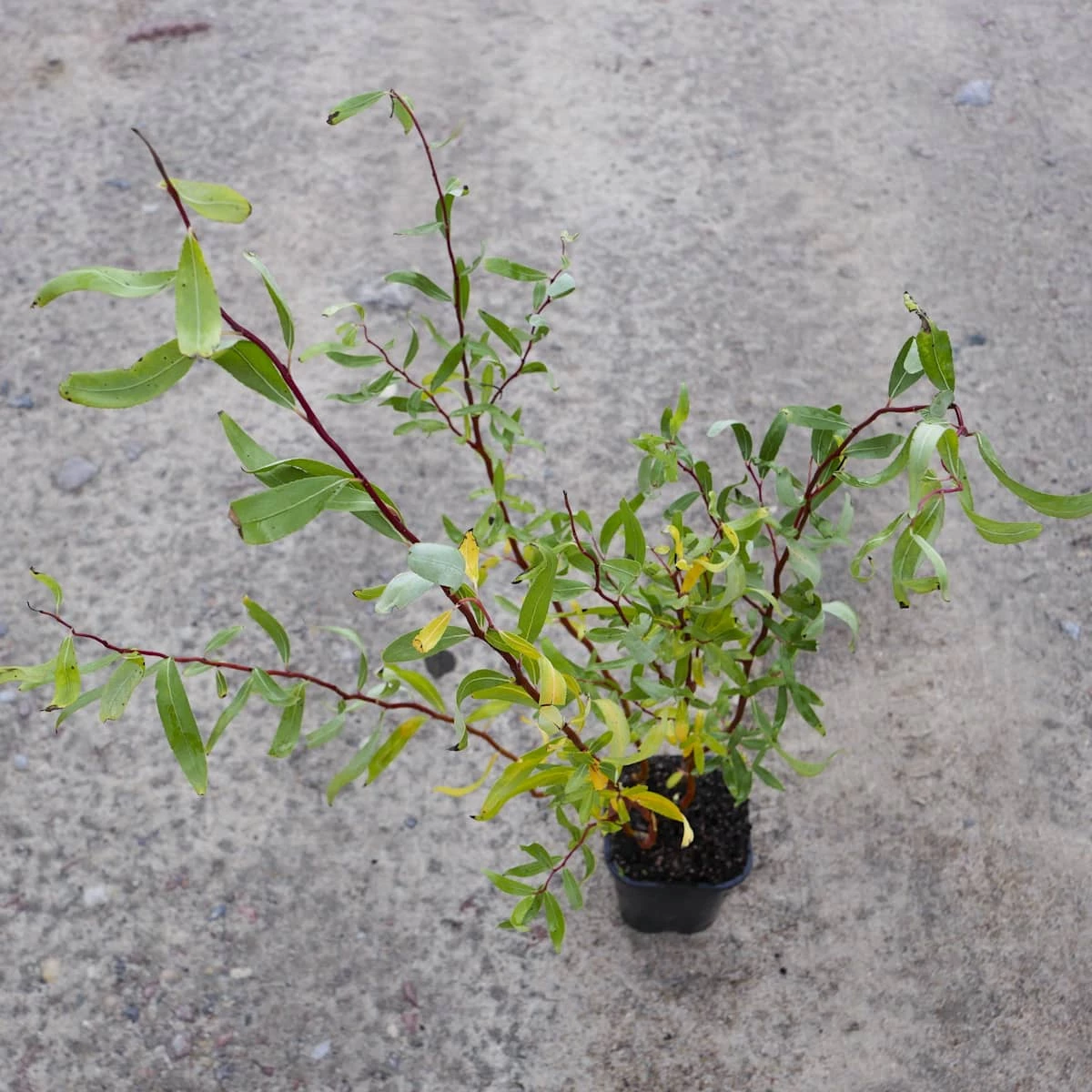 Wierzba Mandźurska Torturosa - obrazek 2