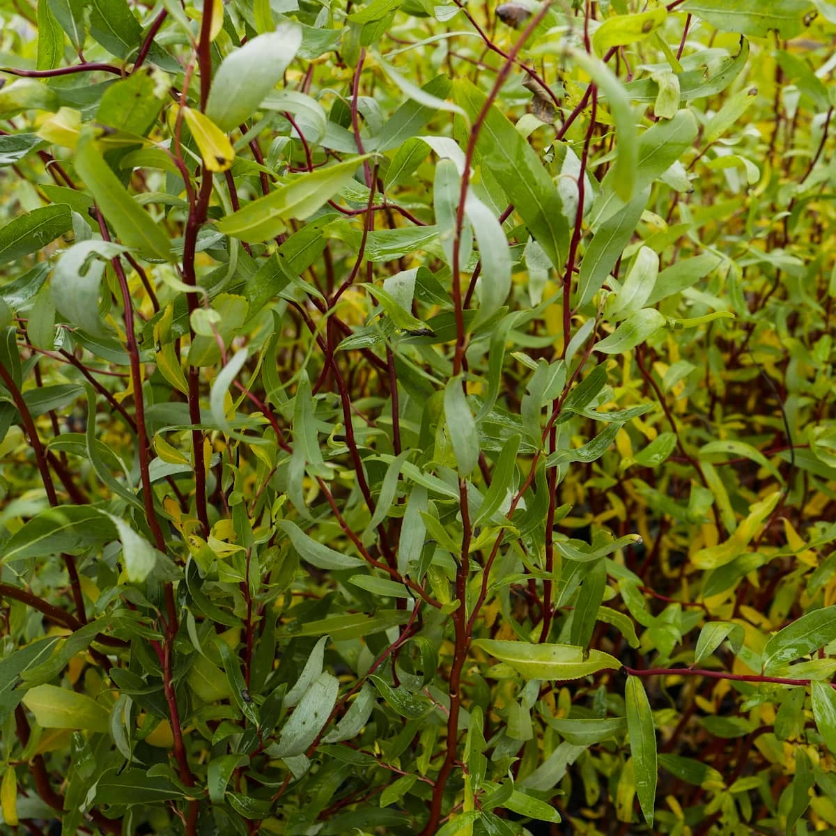 Wierzba Mandźurska Torturosa - obrazek 5