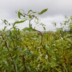 Wierzba Mand藕urska Torturosa