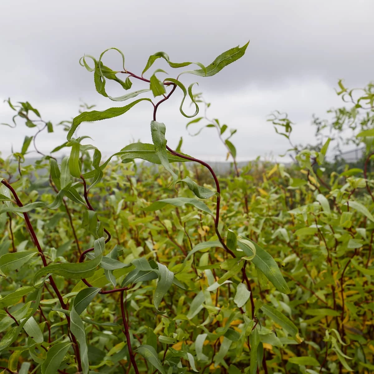 Wierzba Mandźurska Torturosa