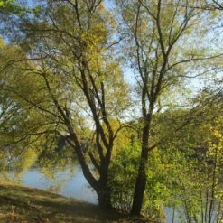 Wierzba P艂acz膮ca Bia艂a Tristis