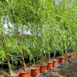 Wierzba P艂acz膮ca Bia艂a Tristis (obw. 8-12cm, H-180/250)