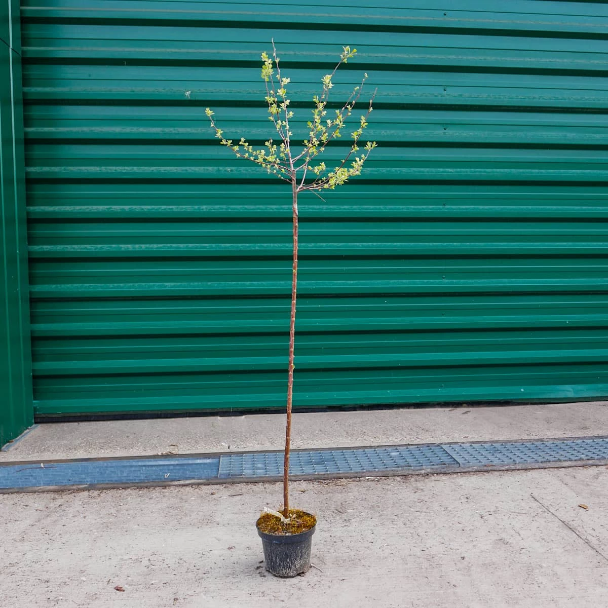 Wierzba Szara Tricolor Szczepiona Na Pniu - obrazek 3