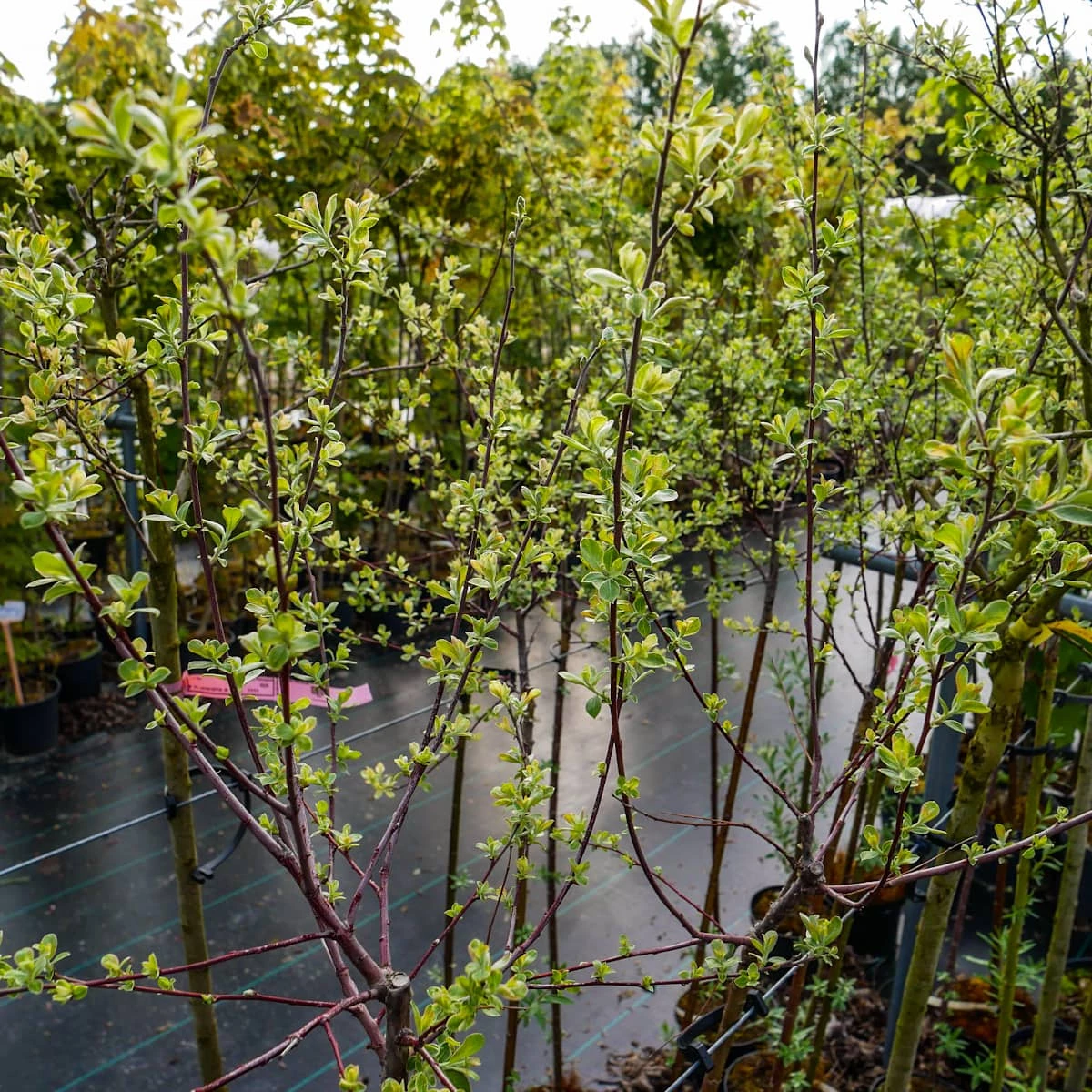 Wierzba Szara Tricolor Szczepiona Na Pniu - obrazek 5