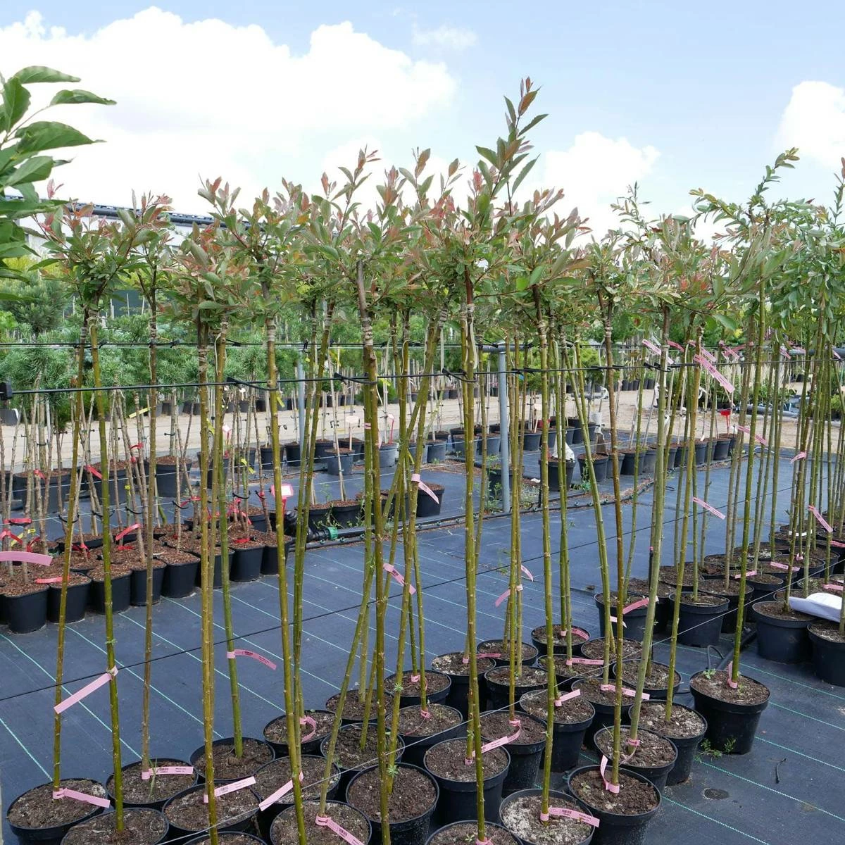 Wierzba Szara Tricolor Szczepiona Na Pniu - obrazek 4