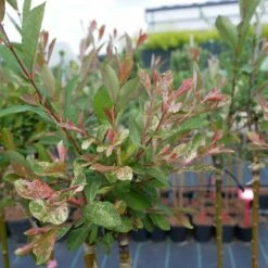 Wierzba Szara Tricolor Szczepiona Na Pniu