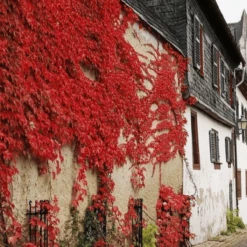 Winobluszcz Trójklapowy Veitchii