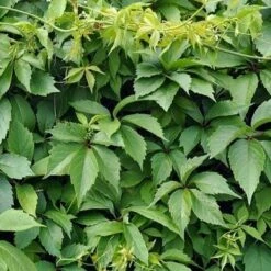 Winobluszcz Zaroślowy Pięciolistkowy Miododajny Doniczka C2