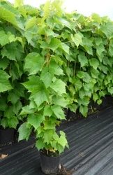 Winorośl Pachnąca Ania żeńska - obrazek 4