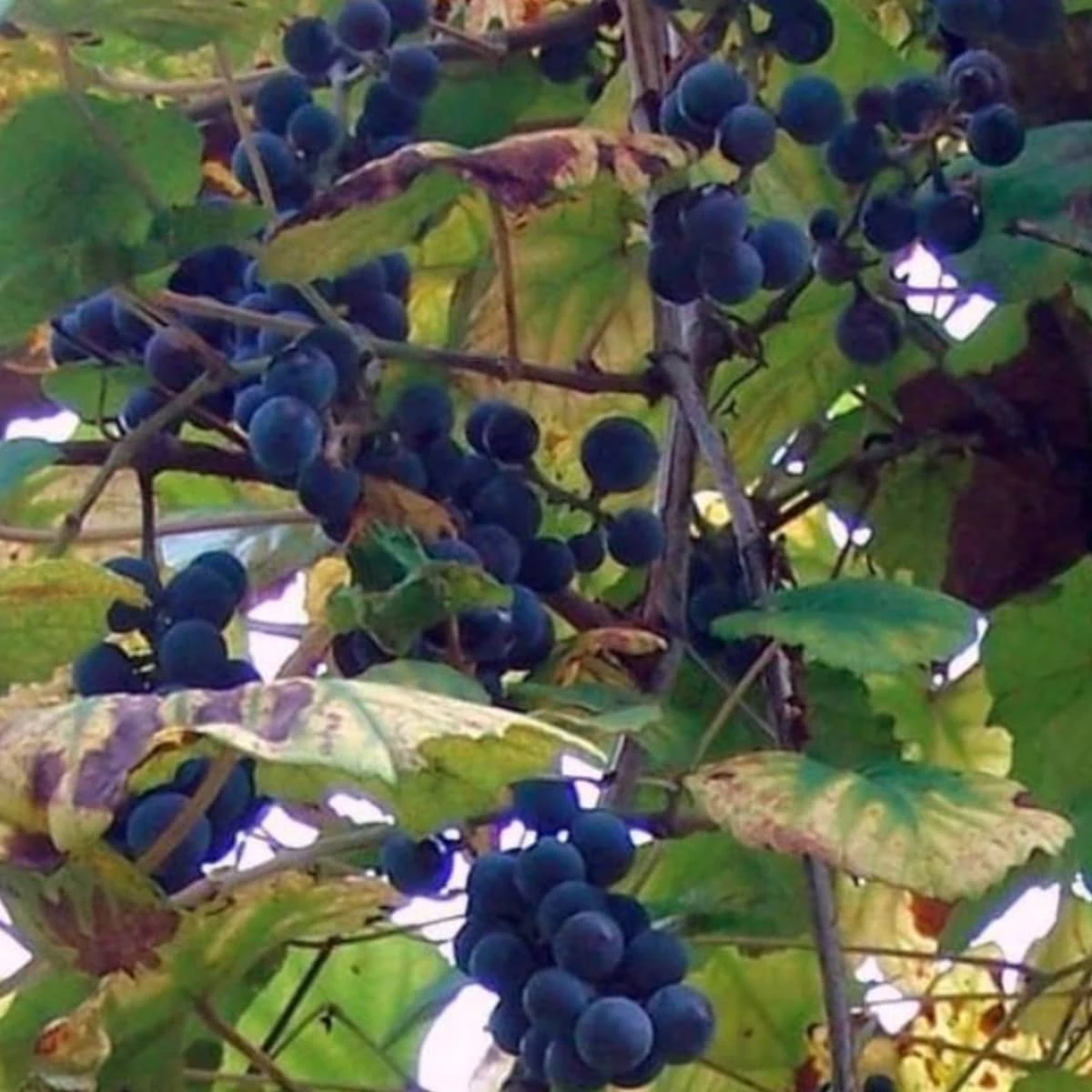 Winorośl Pachnąca Ania żeńska - obrazek 2