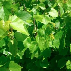 Winorośl Pachnąca Ania żeńska