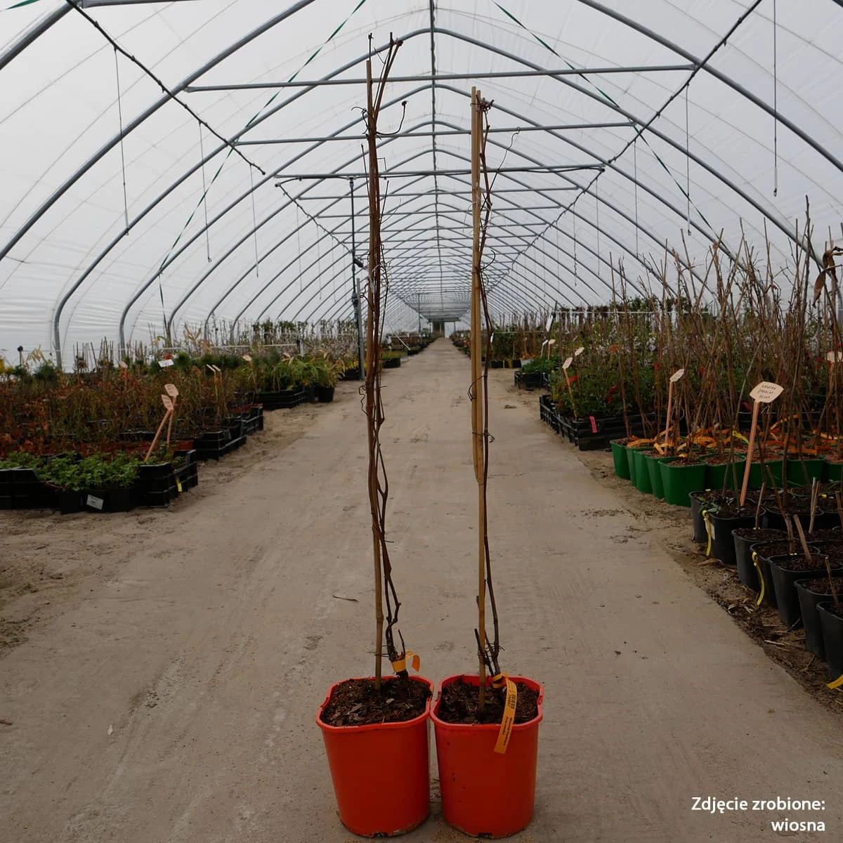 Winorośl Pachnąca Ania żeńska - obrazek 3