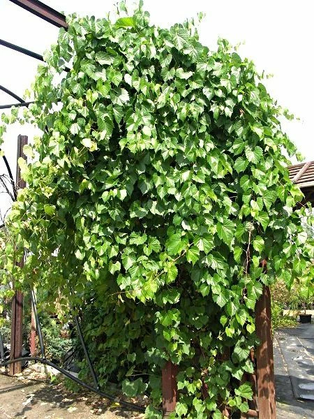 Winorośl Pachnąca Miododajna - obrazek 4