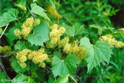 Winorośl Pachnąca Miododajna - obrazek 5