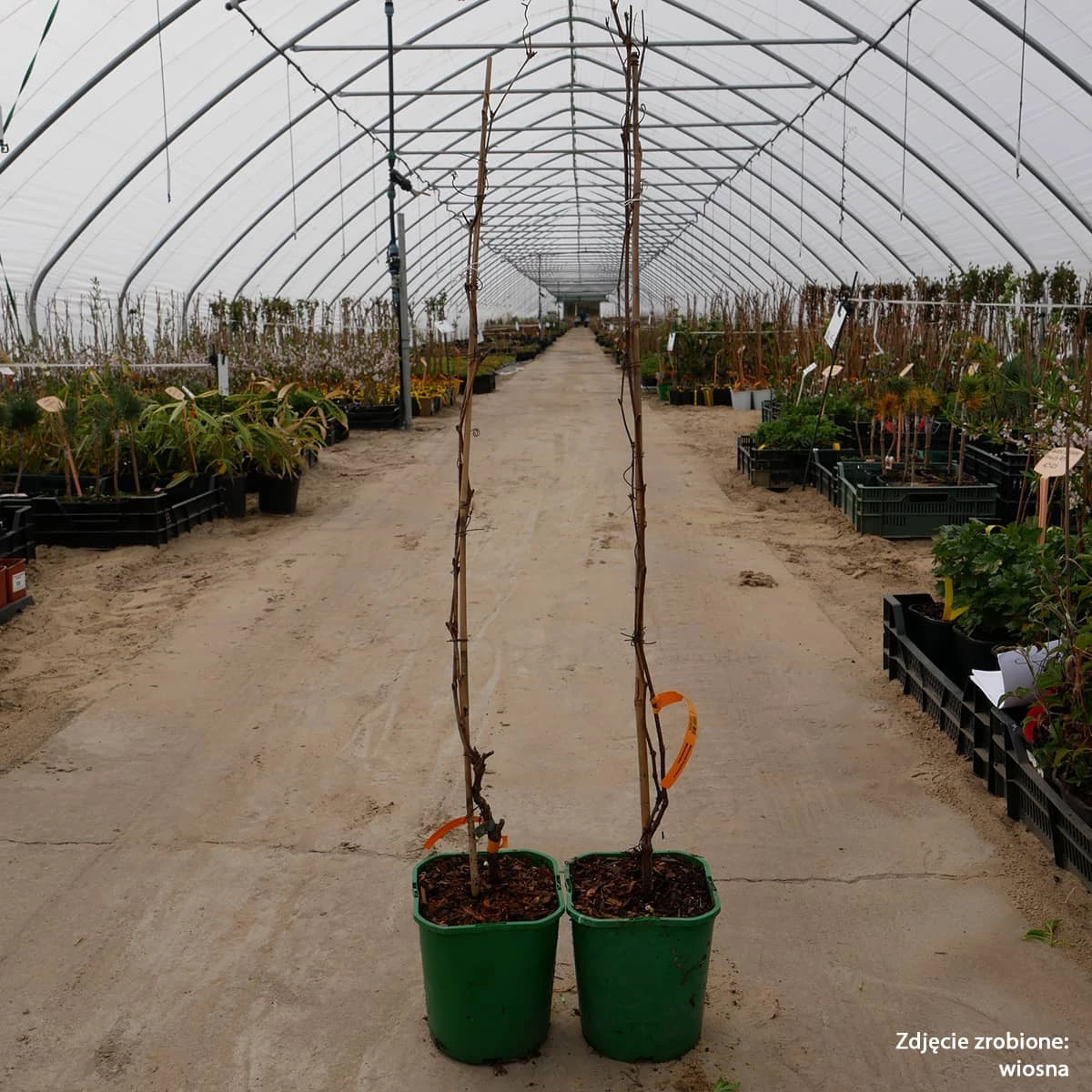 Winorośl Pachnąca Miododajna - obrazek 3