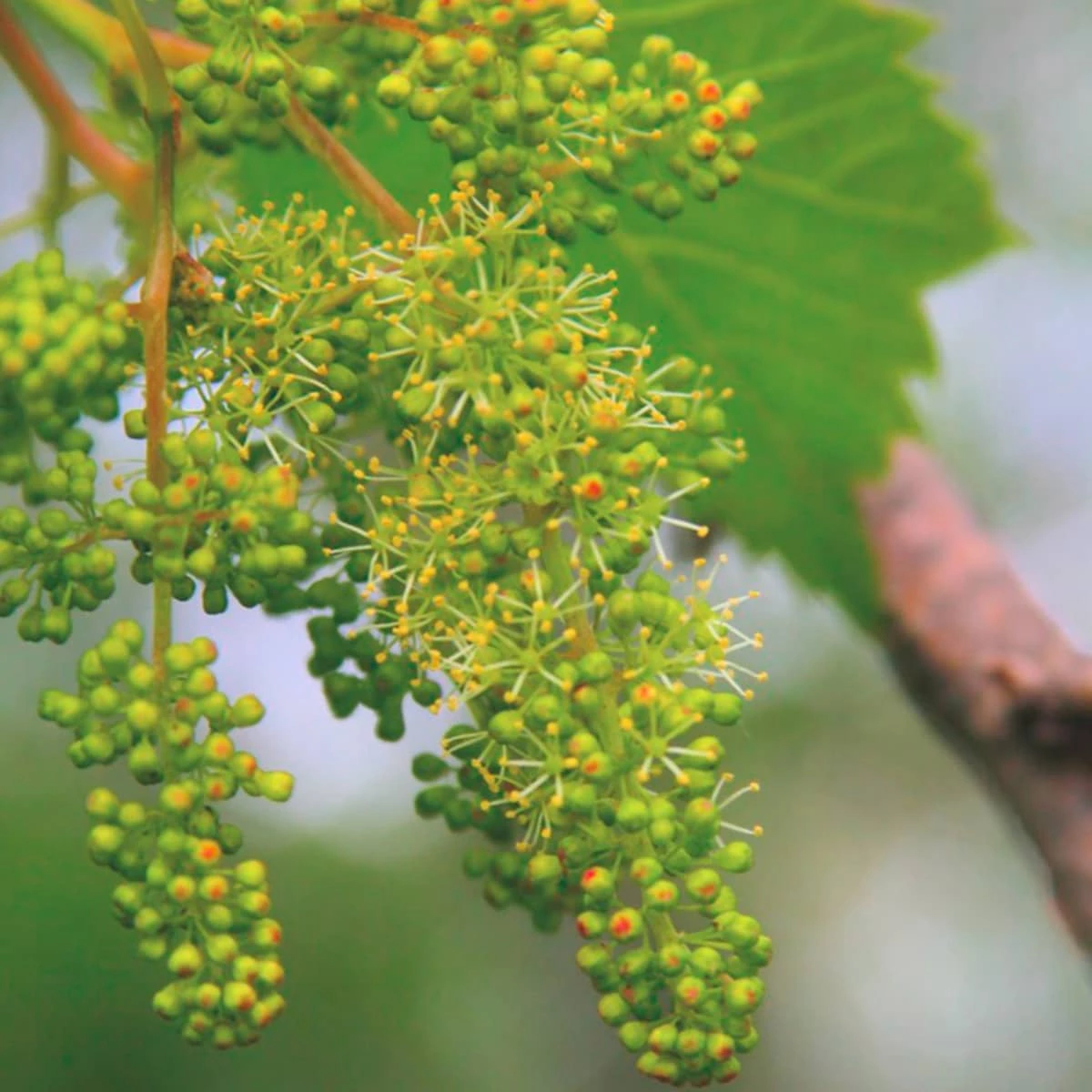 Winorośl Pachnąca Miododajna - obrazek 2