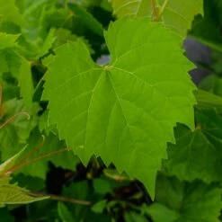 Winorośl Pachnąca Tomek