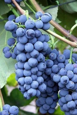 Winorośl Winogrona Alwood