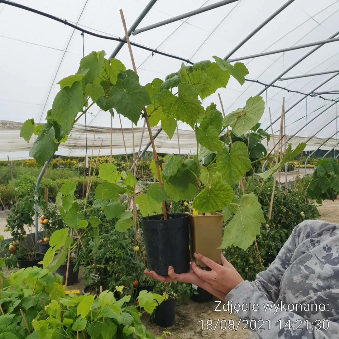 Winorośl Winogrona Alwood - obrazek 3