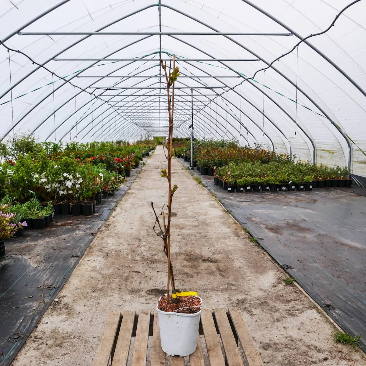 Winorośl Winogrona Bianca - obrazek 3