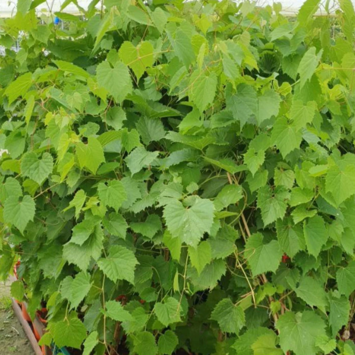 Winorośl Winogrona Bianca - obrazek 5